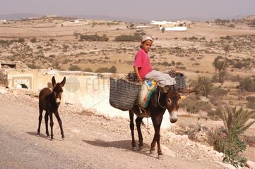 Mädchen auf ihrem Esel Marokko