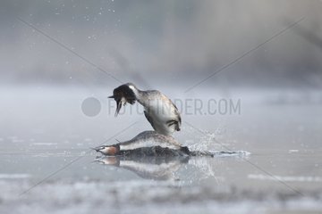 Great Crested Grebes mating on water-Offendorf Alsace France
