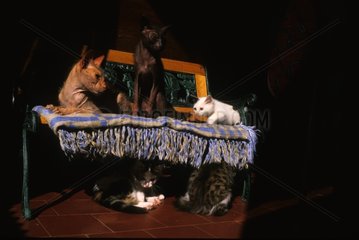 Katzen setzten sich oben und unter einem Sofa Frankreich auf