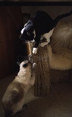 Katzen kratzen sich an einem Papp -Sessel