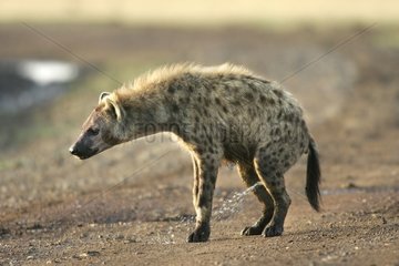 Spotted Hyena urinating Masaï Mara Kenya
