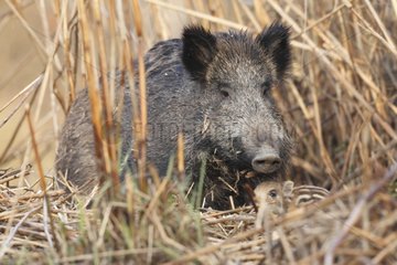 Wild boar and young in reed - Offendorf Alsace France