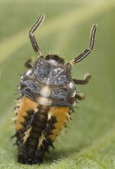 Portrait of a larva erected on a sheet France