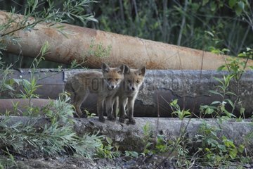 Red Foxes in brownfield - Offendorf Alsace France