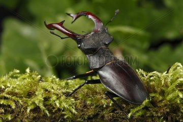 Stag beetle on moss - Alsace France