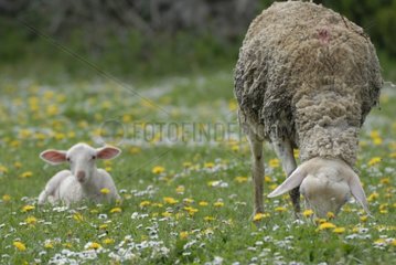 White lamb of race of the Central Solid mass with his/her mother