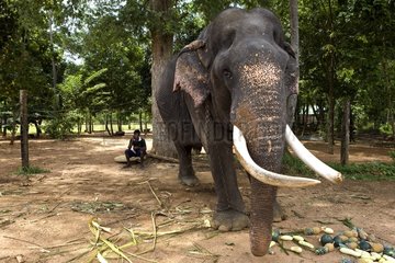 Schnittaugen asiatische Elefanten aufgrund schlechter Behandlung Sri Lanka