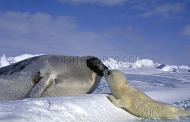 Young Harp Seal with its mother Canada