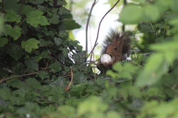 Eurasian Red Squirrel in the vegetation France