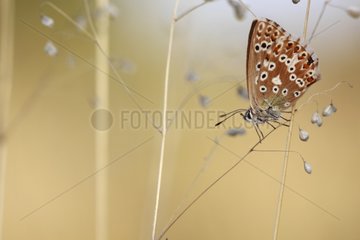 Blue butterfly on a twig Alsace France