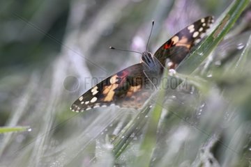 Painted lady on a stem