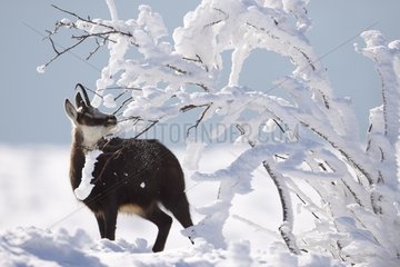 Chamois in the snow France
