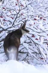 Chamois in the snow France