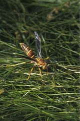 Golden paper wasp on watery grasses Arizona USA