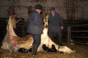 Preparation of a cow for an operation in the cattle shed