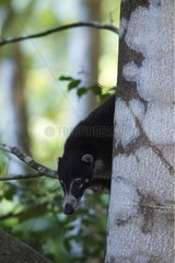 White-nosed Coati on a trunk Corcovado Costa Rica