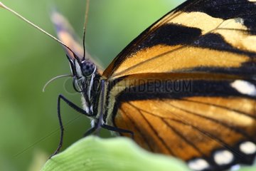 Diurnal Butterfly of altitude tropical forest Nicaragua