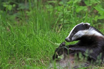 Eurasian Badger grooming in grass