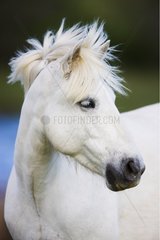 Close up of head of a White Camargue horse Camargue