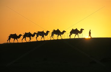 Caravane de Chameaux de Bactriane Désert de Gobi Chine