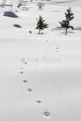 Fox footprints in the snow Chain Fiz France