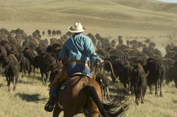 Cowboy at Bison Roundup Custer State Park Black Hills USA