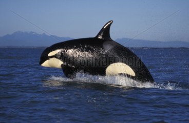 Orca porpoising (speed swimming) British Columbia Canada