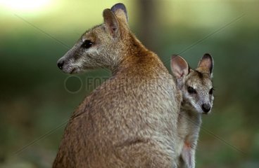 Weibliche und junge agile Wallaby Queensland Australien