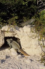Couple of Caribbean Rock Iguanas near their burrow Caribbean