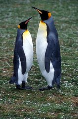 Couples King penguins in January Falkland