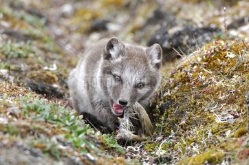 Arctic fox cub eating a caribou's paw Canada