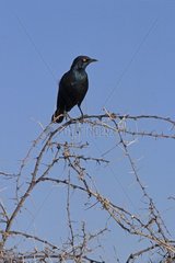 Greater Blue-eared on the northern of Namibia