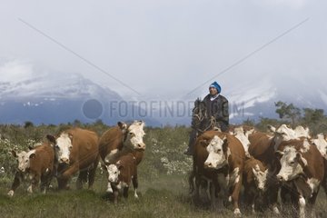 Gaucho leading his cows herd Chilean Patagonia