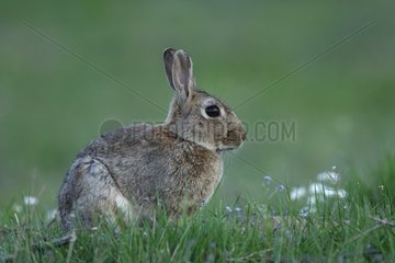 European Rabbit sitting in the grass Auvergne France