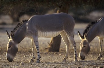 Two Somalia wild asses in the Neguev desert Israel
