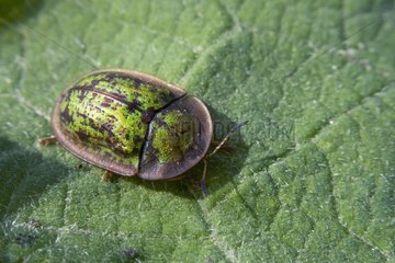 Tortoise beetle walking on a leaf Bulgaria