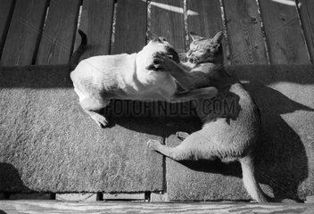 Two Cats fighting on a terrace