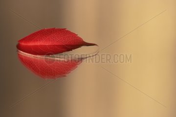 Red leaf floating on water