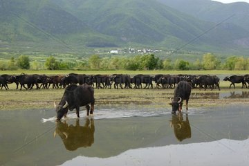 Buffaloes of water quenching Lake Kerkini Greece
