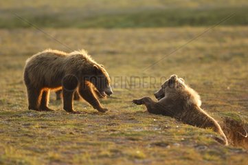Grizzlys playing in the tundra National park Katmai Alaska