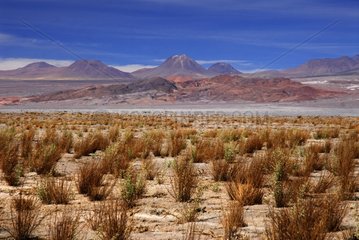 Atacama Desert Chili