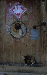 Rinnenkatze vor einer Tibet -Holztür