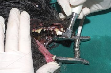 Scaling and polishing teeth of a dog France