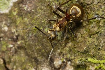 Ants with hooks on the back Gunung Leuser Sumatra