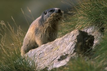 Marmot isst Spaniengras
