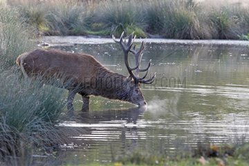 Stag Red deer drinking at a pool Great Britain