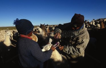 Eleveurs de lamas marquant leurs bêtes Bolivie