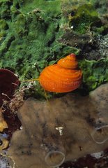 Living shell in Atlantic ocean Cuba