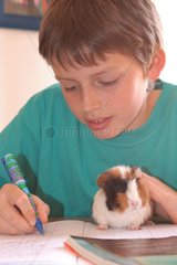 Enfant faisant ses devoirs avec un cochon d'Inde tricolore