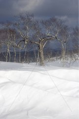 Snowdrifts and broad leaved trees in winter Hokkaido Japan